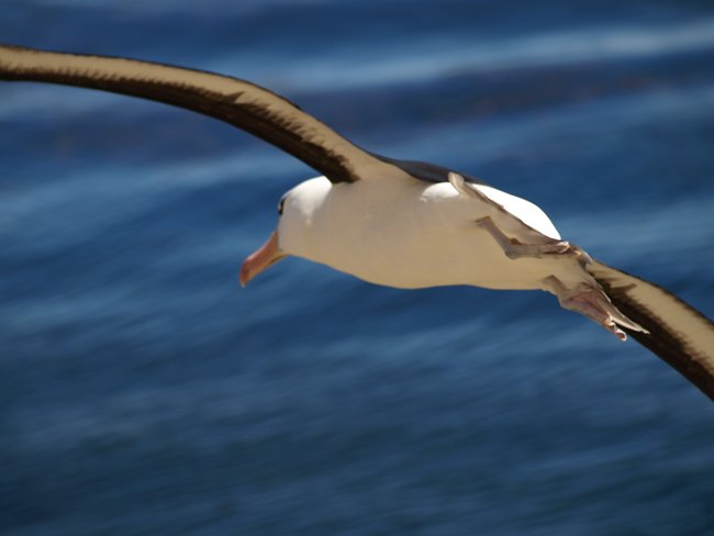 ../../Pictures/241209/066 blackbrowded Albatross.JPG